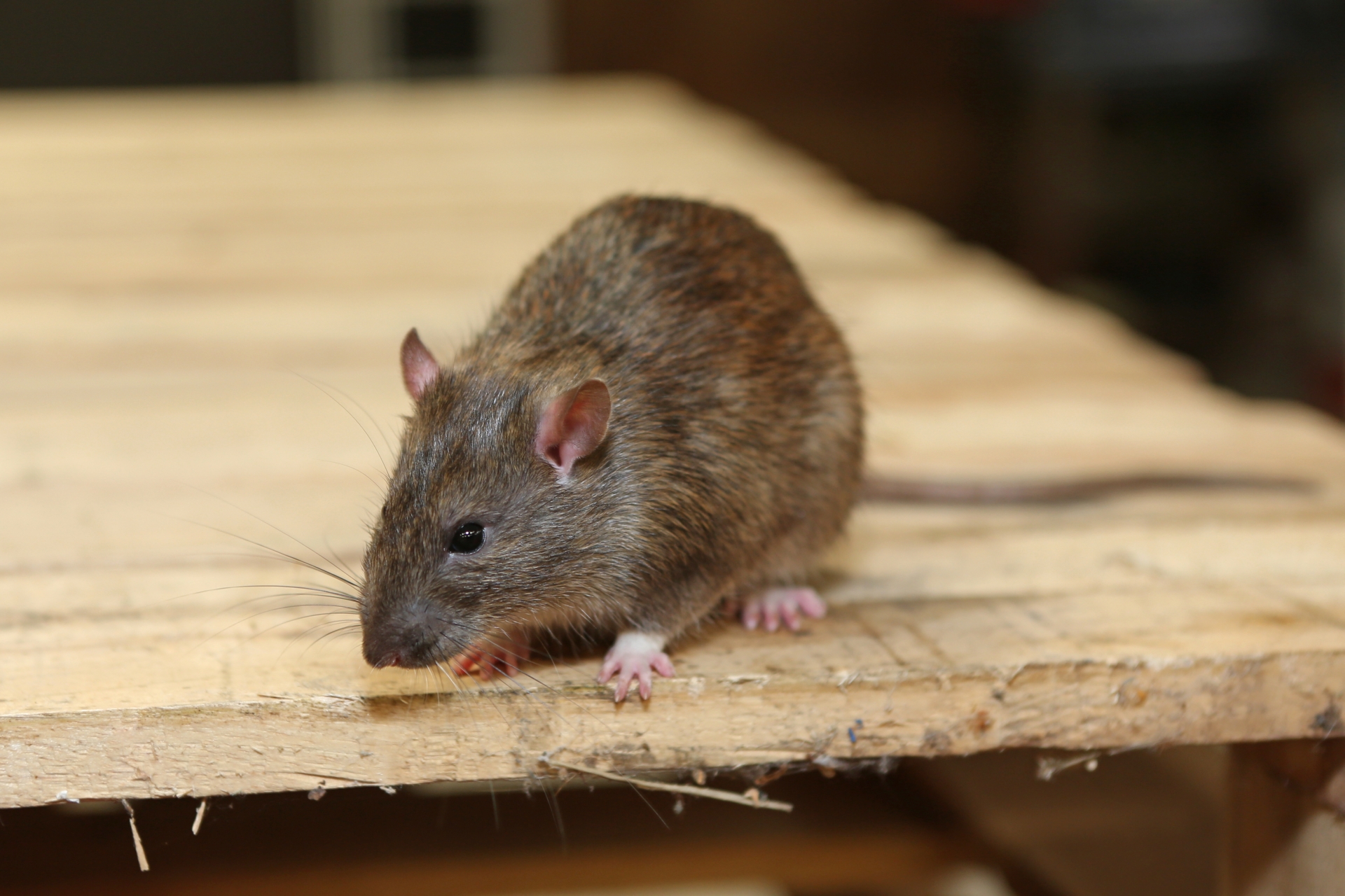 Rat extermination, Pest Control in Croydon, Addiscombe, Selhurst, CR0. Call Now 020 8166 9746