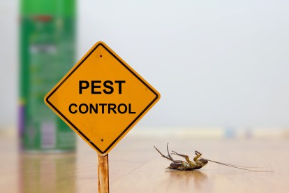 Pest Contol in Croydon, Addiscombe, Selhurst, CR0. Call Now 020 8166 9746
