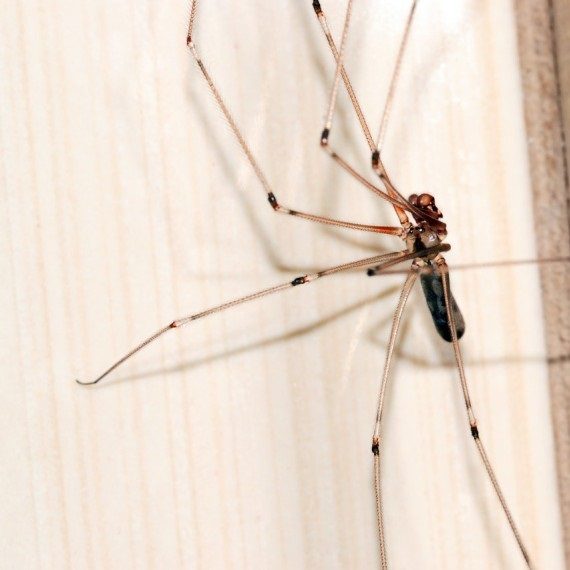 Spiders, Pest Control in Croydon, Addiscombe, Selhurst, CR0. Call Now! 020 8166 9746