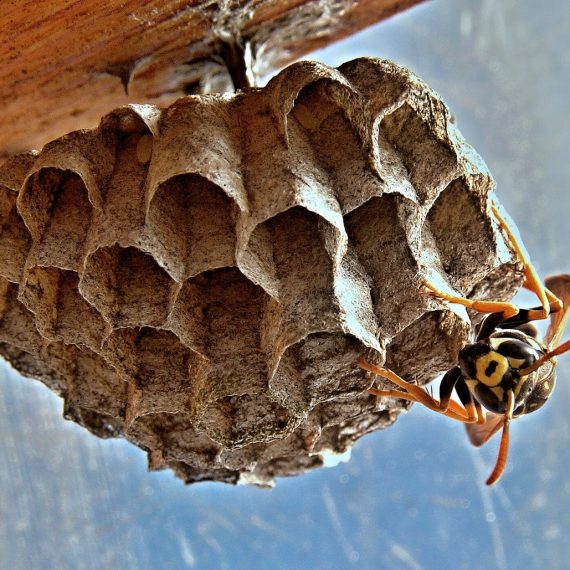 Wasps Nest, Pest Control in Croydon, Addiscombe, Selhurst, CR0. Call Now! 020 8166 9746