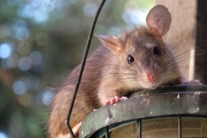 Rat Infestation, Pest Control in Croydon, Addiscombe, Selhurst, CR0. Call Now 020 8166 9746