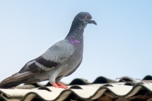 Pigeon Pest, Pest Control in Croydon, Addiscombe, Selhurst, CR0. Call Now 020 8166 9746